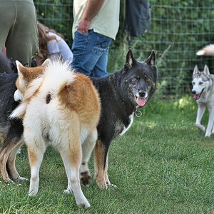 Huskys Burgsteinfurt 170323-032.jpg