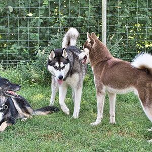Huskys Burgsteinfurt 170323-048.jpg