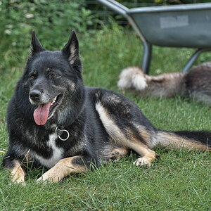 Huskys Burgsteinfurt 170323-113.jpg