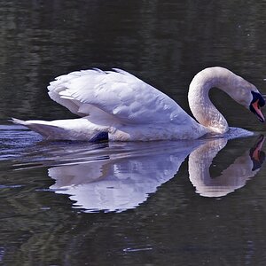 schwan.jpg