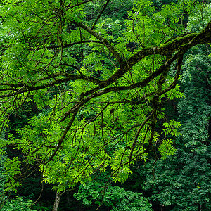 Baum.jpg