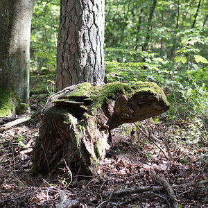 Z62_8628.jpg