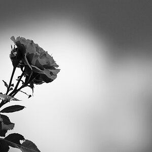 ZHG_0455_sw.jpg