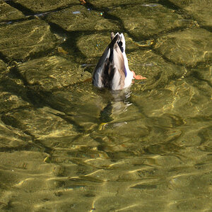 DSC_1723.JPG
