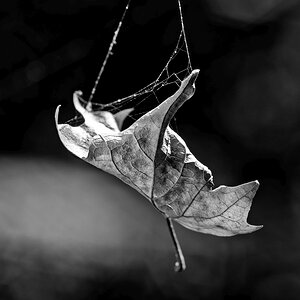 Blatt.jpg