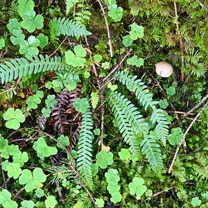 Waldstillleben-NFF.jpg