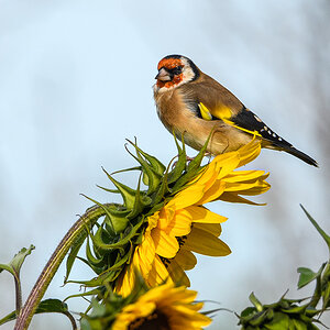 OF5_41525.jpg