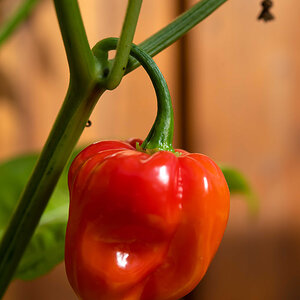 Habanero-1.jpg
