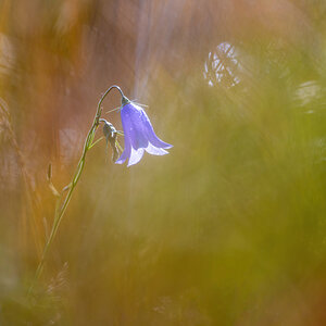_Z623483-DeNoiseAI-clear.jpg