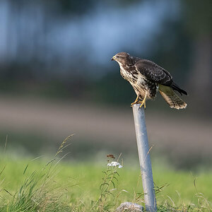 Buzzard auf Stempen.jpg