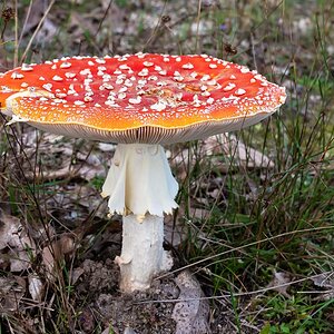 Fliegenpilz 3_bearbeitet-1.jpg