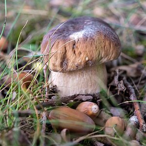 Herbstlicher Steinpilz.jpg