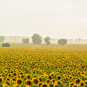 Sonnenblumenfeld.jpg