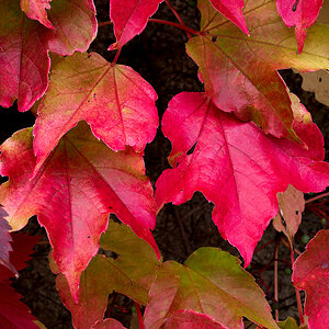 Herbst.jpg