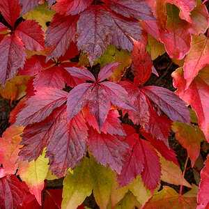 Herbst-02.jpg