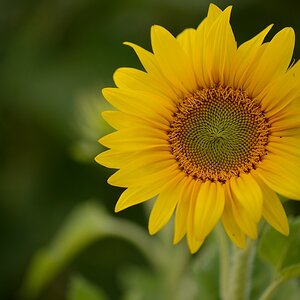 DSC_9505a.jpg