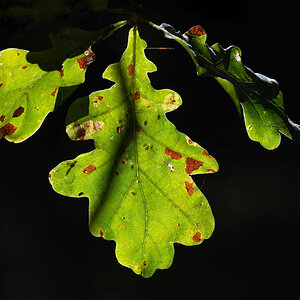 Leuchtende Eichenblätter mit Florfliege-1.jpg