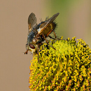 OF5_41784.jpg