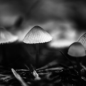 Magic Mushrooms.jpg