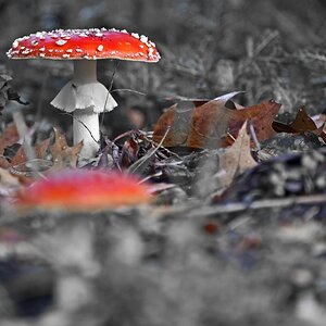 fliegenpilz_1.jpg