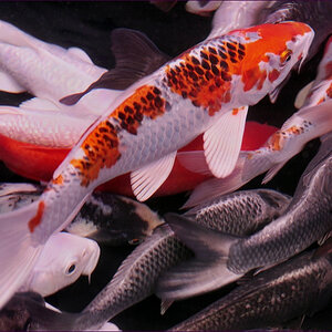 comp_2Koi.jpg