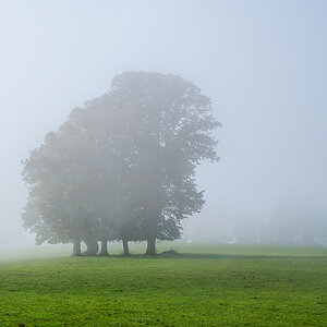 Baum.jpg