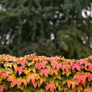 P1049394a_klein.jpg