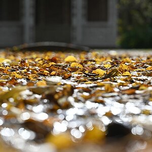 Herbst_09.jpg