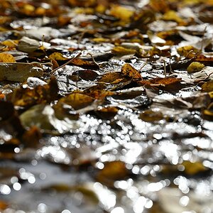 Herbst_11.jpg