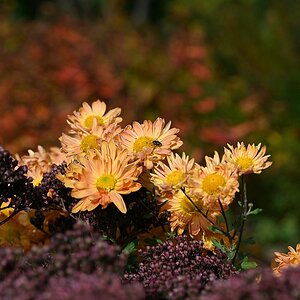 Herbst_15.jpg