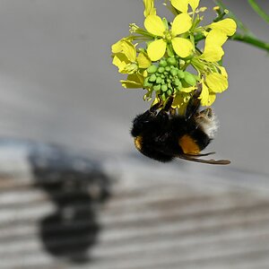 Hummel Schattenspiele 1