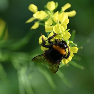 Hummel1
