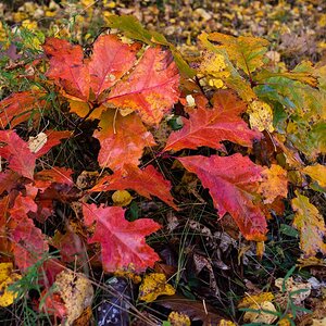 Bunte Herbstfarben.jpg