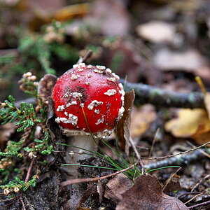 DFX_3984.jpg