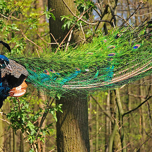 DSC_0065PAxl.jpg