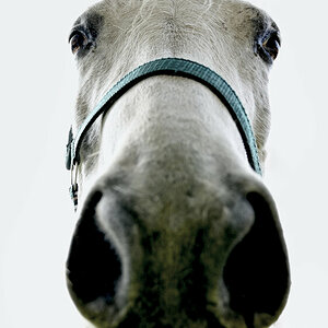 Pferd