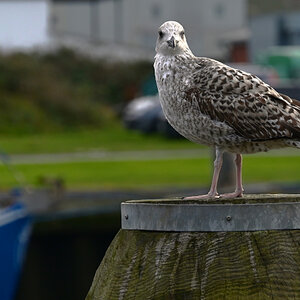 DSC_9638.JPG