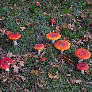Fliegenpilze sind gesellig-1.jpg