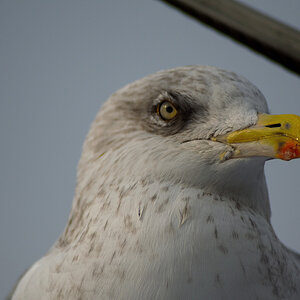 DSC_2847.JPG