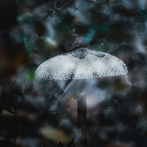 Pilz im Wasser