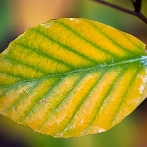 Chlorophyllabbau.jpg