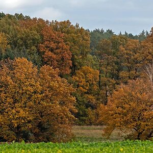 Herbsteichen.jpg