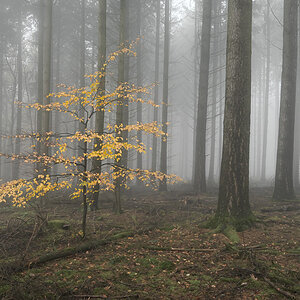 November