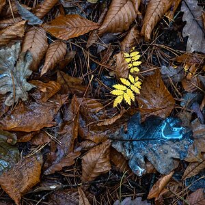 Waldboden im Herbst.jpg