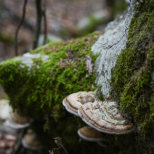 DSC02932.jpg