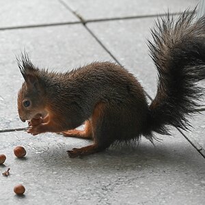 Eichhörnchen beim Nüssesammeln-comp.jpg