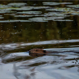 D50_0146-Verbessert-RR.jpg