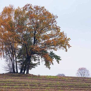 Feldgehölz im Herbst.jpg