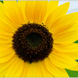 Im Schrebergarten – Sonnenblume