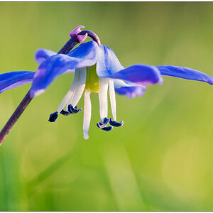 Im Schrebergarten – Blaustern